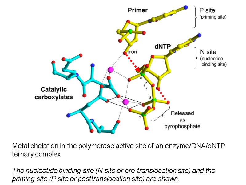 Metal chelation in the polymerase active site of an enzyme/DNA/dNTP ternary complex.  